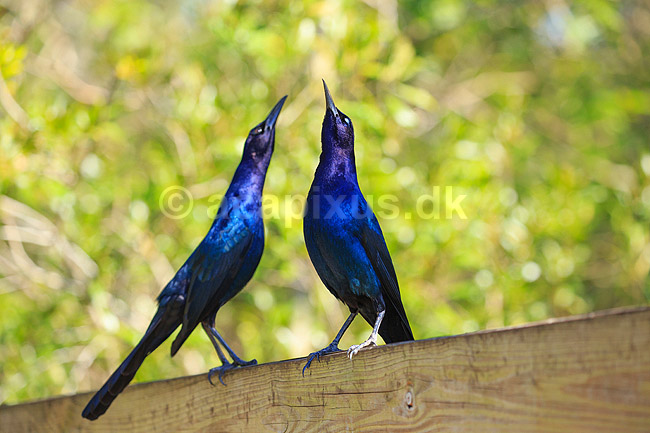 Common grackle. Common grackler i parringsdans; Quiscalus quiscula; GatorLand / Orlando / Florida; USA; ; Fugle; Spurvefugle, Passeriformes, Trupialer
