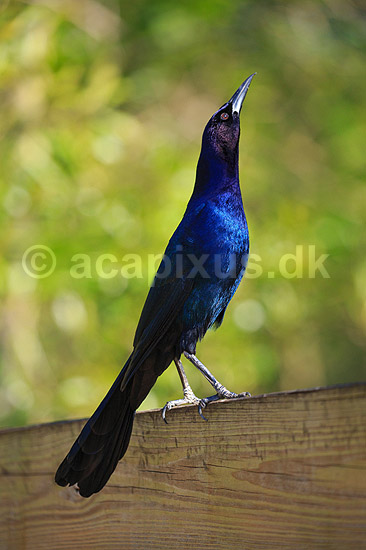 Common grackle. Common grackle i parringsdans; Quiscalus quiscula; GatorLand / Orlando / Florida; USA; ; Fugle; Spurvefugle, Passeriformes, Trupialer