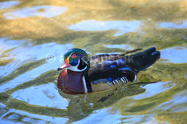 Brudeandrik. Brudeand; Aix sponsa; Seaworld / Orlando / Florida; USA; ; Fugle; �nder, Egentlige andefugle, Anatidae, Anseriformes