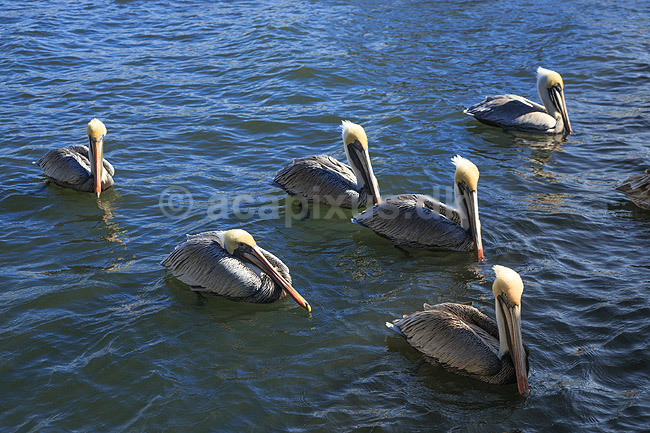 Pelikaner. Brun pelikan; Pelecanus occidentalis; Crystal River / Florida; USA; ; fugle; Pelikaner