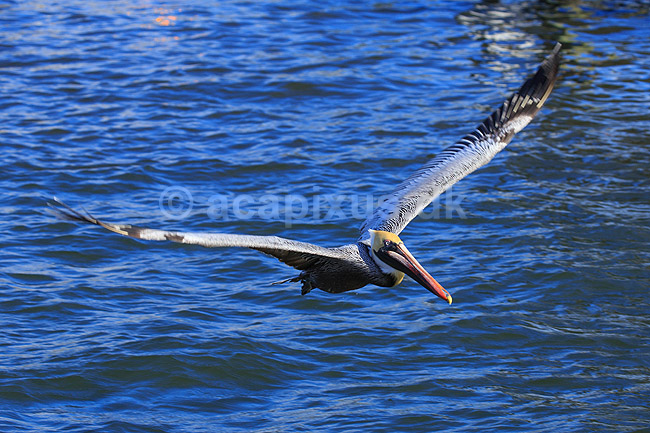 Pelikan. Brun pelikan flyver over vandet; Pelecanus occidentalis; Crystal River / Florida; USA; ; fugle; Pelikaner