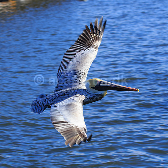 Pelikan. Brun pelikan flyver over vandet; Pelecanus occidentalis; Crystal River / Florida; USA; ; fugle; Pelikaner