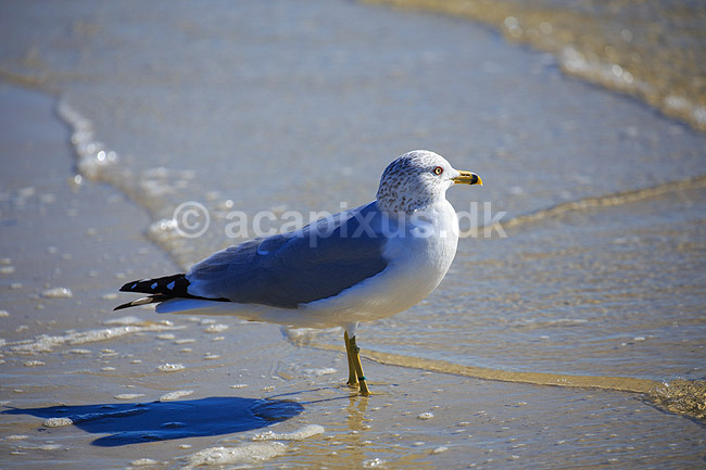 Ringn�bbet m�ge; Larus delewarensis; Crystal River / Florida; USA; ; fugle; M�gefugle, Laridae