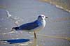 Ringn�bbet m�ge Larus delewarensis Crystal River / Florida USA  fugle M�gefugle, Laridae