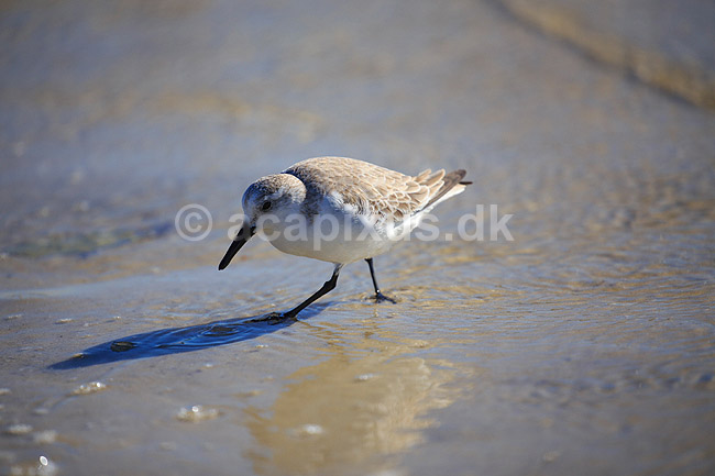 Sandl�ber; Calidris alba; Crystal River / Florida; USA; ; fugle; Sneppefugle, Scolopacidae