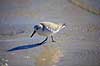 Sandl�ber Calidris alba Crystal River / Florida USA  fugle Sneppefugle, Scolopacidae