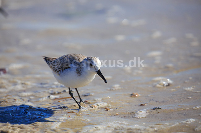 Sandl�ber; Calidris alba; Crystal River / Florida; USA; ; fugle; Sneppefugle, Scolopacidae
