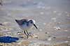 Sandl�ber Calidris alba Crystal River / Florida USA  fugle Sneppefugle, Scolopacidae