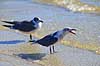 Latterm�ge Larus atricilla Crystal River / Florida USA  fugle M�gefugle, Laridae