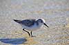 Sandl�ber Calidris alba Crystal River / Florida USA  fugle Sneppefugle, Scolopacidae