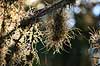 Spansk mos. Spanish moss - er faktisk ikke en mos, men en blomsterplante Tillandsia usneoides Crystal River / Florida USA  Planter 