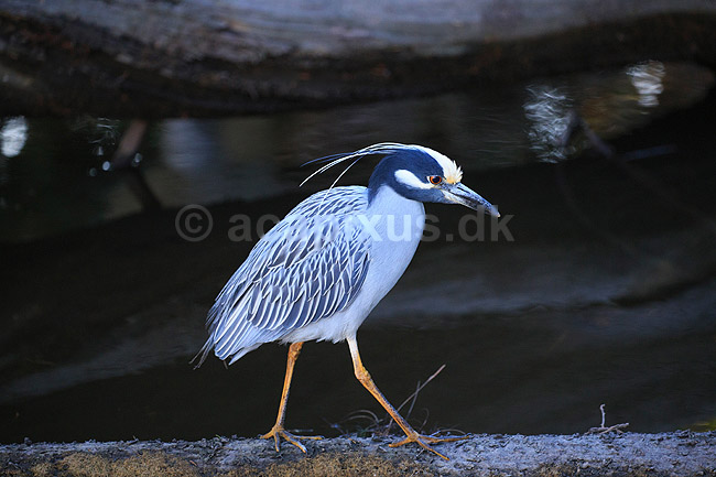 Gulkronet nathejre. Gulkronet nat hejre; Nyctanassa violacea, Ardeidae; Crystal River / Florida; USA; ; fugle; Hejrer