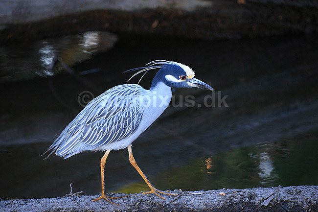 Gulkronet nathejre. Gulkronet nat hejre; Nyctanassa violacea, Ardeidae; Crystal River / Florida; USA; ; fugle; Hejrer