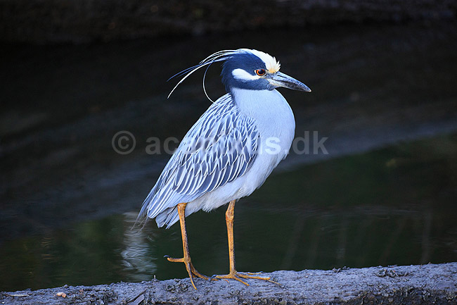 Gulkronet nathejre. Gulkronet nat hejre; Nyctanassa violacea, Ardeidae; Crystal River / Florida; USA; ; fugle; Hejrer