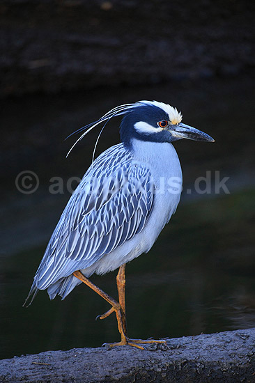 Gulkronet nathejre. Gulkronet nat hejre; Nyctanassa violacea, Ardeidae; Crystal River / Florida; USA; ; fugle; Hejrer
