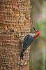 R�dbuget sp�tte. Redbellied woodpecker Melanerpes carolinus Corkscrew Swamp Sanctuary / Florida USA  fugle Sp�tter, sp�ttefugle