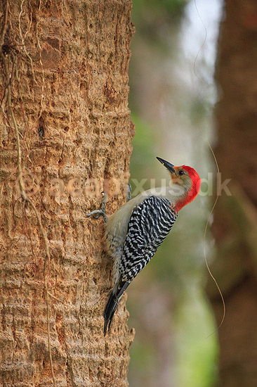 R�dbuget sp�tte. Redbellied woodpecker; Melanerpes carolinus; Corkscrew Swamp Sanctuary / Florida; USA; ; fugle; Sp�tter, sp�ttefugle