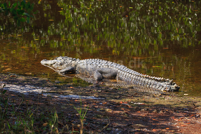 Alligatorer. Amerikansk alligator i Ding Darling National Wildlife Reserve p� Sanibel Island; Alligator mississippiensis, Alligatoridae; Ding Darling NWR / Sanibel Island / Florida; USA; ; krybdyr; Krokodille, krokodiller, alligatorer