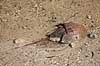 Hesteskokrabbe. D�d hestesko krabbe p� strand Limulus polyphemus Ding Darling NWR / Sanibel Island / Florida USA  edderkopper Dolkhaler, Merostomata, Horseshoe Crab 