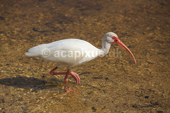 Hvis Ibis. Amerikansk Hvid Ibis; Eudocimus albus; Ding Darling NWR / Sanibel Island / Florida; USA; ; fugle; Ibiser