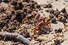 Vinkekrabber. Vinke krabber i kamp Uca pugilator Ding Darling NWR / Sanibel Island / Florida USA  krebsdyr Sand Fiddler Crab, Decapoder, krabbe, krabber