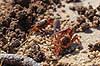 Vinkekrabber. Vinke krabber i kamp Uca pugilator Ding Darling NWR / Sanibel Island / Florida USA  krebsdyr Sand Fiddler Crab, Decapoder, krabbe, krabber