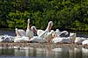 Pelikan. Amerikansk Hvid Pelikaner i f�rd med fjerpleje Pelecanus erythrorhynchos Ding Darling NWR / Sanibel Island / Florida USA  fugle Pelikaner, Pelecanidae