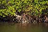 Mangrove. Mangrove i Ding Darling National Wildlife Reserve p� Sanibel Island  Ding Darling NWR / Sanibel Island / Florida USA   