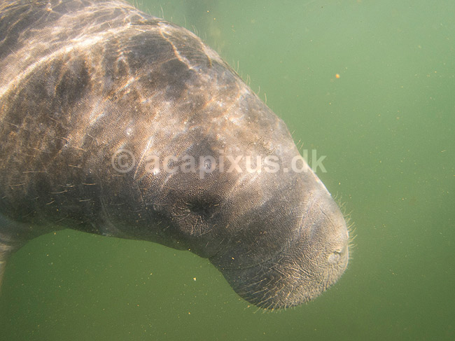 S�ko. Vestindisk manatee sv�mmende i floden Crystal River i Florida; Trichechus manatus; Crystal River / Florida; USA; ; pattedyr; S�k�er, Sirenia, West Indian manatee, sea cow