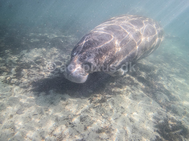S�ko. Vestindisk manatee sv�mmende i floden Crystal River i Florida; Trichechus manatus; Crystal River / Florida; USA; ; pattedyr; S�k�er, Sirenia, West Indian manatee, sea cow
