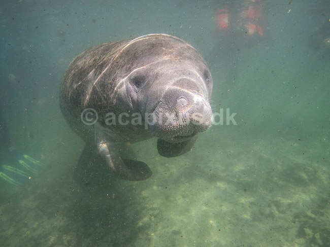 S�ko. Vestindisk manatee sv�mmende i floden Crystal River i Florida; Trichechus manatus; Crystal River / Florida; USA; ; pattedyr; S�k�er, Sirenia, West Indian manatee, sea cow