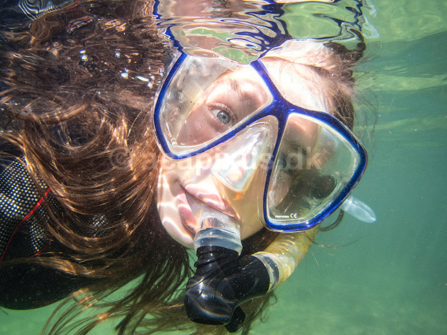 Snorkeldykker. Snorkel dykker i Crystal River p� udkig efter s�k�er (Model released); ; Crystal River / Florida; USA; ; ; Snorkling, dykning, sv�mning, sport, ferie, turisme