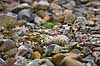 Strandskade�g. Camouflerede �g af strandskade ligge n�sten usynlige imellem sten Haematopus ostralegus    fugle Strandskader, Haematopodidae, M�gefugle og vadefugle, Charadriiformes
