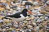 Strandskade. Strand skade mellem sten Haematopus ostralegus    fugle Strandskader, Haematopodidae, M�gefugle og vadefugle, Charadriiformes