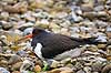 Strandskade. Strand skade ligger p� rede og ruger mellem sten Haematopus ostralegus    fugle Strandskader, Haematopodidae, M�gefugle og vadefugle, Charadriiformes