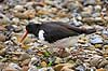 Strandskade. Strand skade ligger p� rede og ruger mellem sten Haematopus ostralegus    fugle Strandskader, Haematopodidae, M�gefugle og vadefugle, Charadriiformes