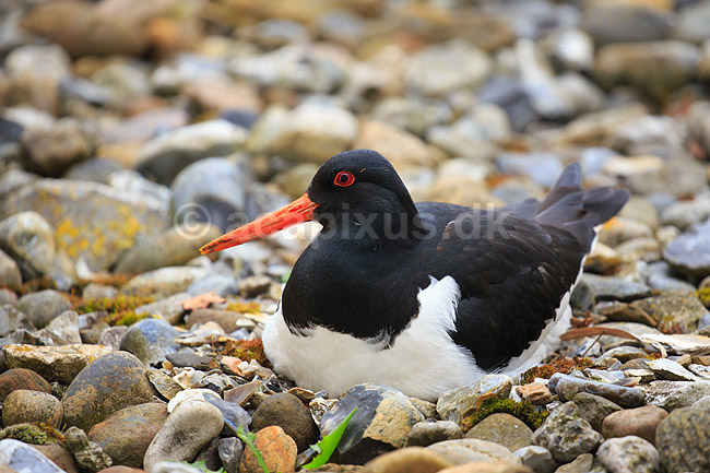 Strandskade. Strand skade ligger p� rede og ruger mellem sten; Haematopus ostralegus; ; ; ; fugle; Strandskader, Haematopodidae, M�gefugle og vadefugle, Charadriiformes