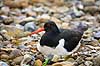 Strandskade. Strand skade ligger p� rede og ruger mellem sten Haematopus ostralegus    fugle Strandskader, Haematopodidae, M�gefugle og vadefugle, Charadriiformes