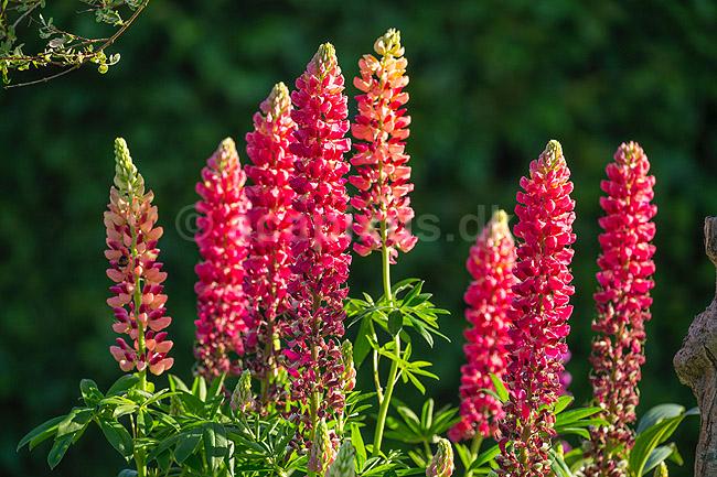Lupin. Lupinblomster, lupiner; Lupinus spec.; ; ; ; planter; �rteblomster, Leguminosae, Fabaceae, Papillionaceae