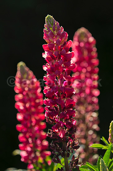 Lupin. Lupinblomster, lupiner; Lupinus spec.; ; ; ; planter; �rteblomster, Leguminosae, Fabaceae, Papillionaceae