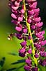 Humlebi og lupin. En humlebi s�ger pollen p� lupinblomster, lupiner Lupinus spec.    planter �rteblomster, Leguminosae, Fabaceae, Papillionaceae