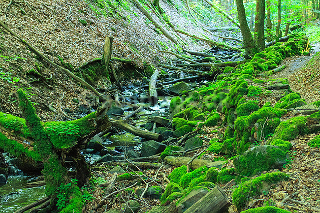 S�der�sen. Dejeb�cken i bunden af den mosd�kkede dal p� S�der�sen; ; Nationalpark S�der�sen; Sverige; ; Landskaber; 