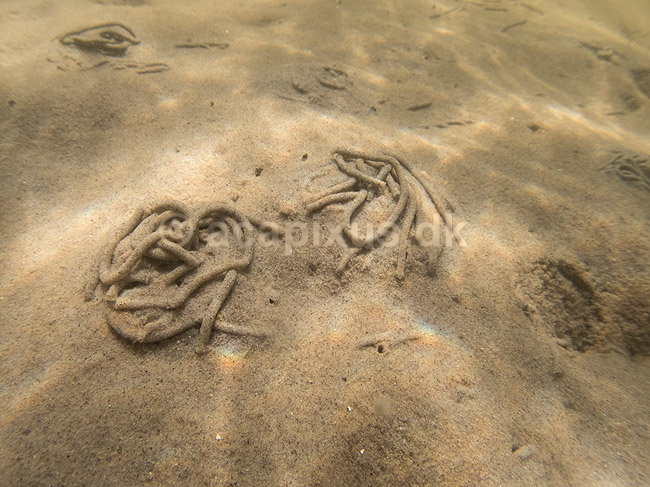 Sandorm. Sandorm p� sandbunden i Roskilde Fjord; Sedentaria; Vigen Strandpark, Veddelev; Danmark; ; Bl�ddyr; leddyr, undervandsfoto, undervandsbillede, undervandsmilj�, marineliv, marine liv, marinebiologi, sandbund, havbund