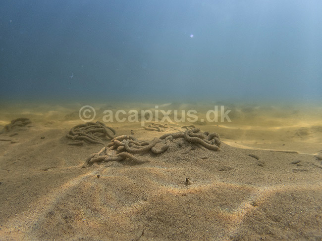 Sandorm. Sandorm p� sandbunden i Roskilde Fjord; Sedentaria; Vigen Strandpark, Veddelev; Danmark; ; Bl�ddyr; leddyr, undervandsfoto, undervandsbillede, undervandsmilj�, marineliv, marine liv, marinebiologi, sandbund, havbund