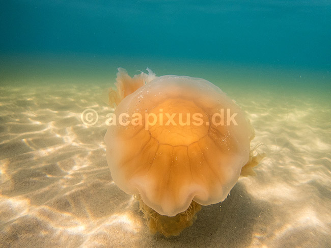 Brandmand. R�d brandmand i Storeb�lt ved Fyens Badestrand ved Nyborg ; Cyanea capillata; Nyborg; Danmark; ; polypdyr; lions mane jellyfish, brennmanet, r�d br�nnmanet, undervandsfoto, gobler, gopler