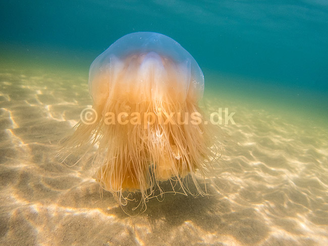 Brandmand. R�d brandmand i Storeb�lt ved Fyens Badestrand ved Nyborg ; Cyanea capillata; Nyborg; Danmark; ; polypdyr; lions mane jellyfish, brennmanet, r�d br�nnmanet, undervandsfoto, gobler, gopler