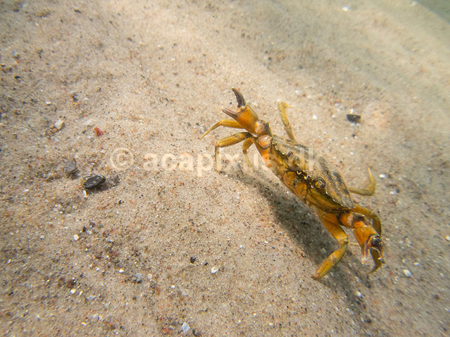 Strandkrabbe. Krabbe i forsvarspositur p� sandbunden i Storeb�lt ved Fyens Badestrand ved Nyborg ; Carcinus maenas; Nyborg; Danmark; ; Krebsdyr; krabbe, skaldyr, krabber, leddyr, undervandsfoto, undervandsbillede, undervandsmilj�, marineliv, marine liv, marinebiologi, krabba, kr�ftdjur, strandkrabba, kreps, sandbund, havbund