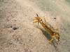Strandkrabbe. Krabbe i forsvarspositur p� sandbunden i Storeb�lt ved Fyens Badestrand ved Nyborg  Carcinus maenas Nyborg Danmark  Krebsdyr krabbe, skaldyr, krabber, leddyr, undervandsfoto, undervandsbillede, undervandsmilj�, marineliv, marine liv, marinebiologi, krabba, kr�ftdjur, strandkrabba, kreps, sandbund, havbund