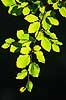 B�geblade. Sensommerblade af b�g gennemlyst af solen Fagus sylvatica J�gersborg Dyrehave   planter B�ge-familien, Fagaceae, Cupuliferae, B�ge-ordenen, Fagales, b�getr�, l�vfald, efter�r