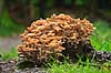 Randb�ltet Hjelmhat. Henfaldende frugtlegemer af Randb�ltet hjemhat svampe p� tr�stub Galerina marginata Hareskoven   Svampe Svampe, svamp, giftige svampe
